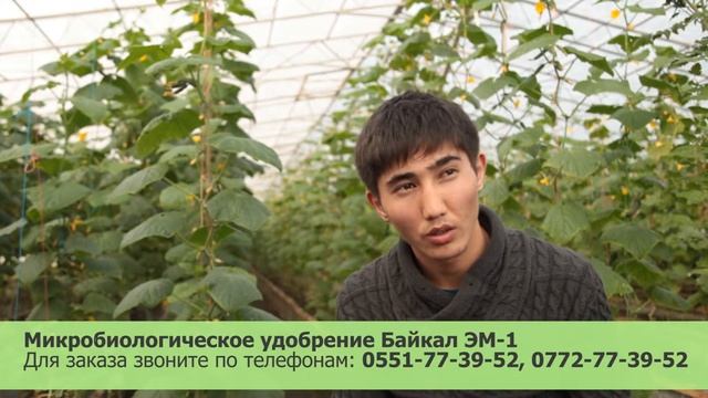 Владелец теплицы рассказывает о Байкал ЭМ-1 смотреть онлайн