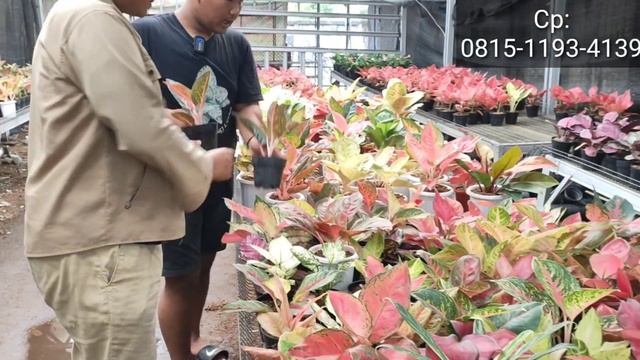 PERDANA KUNJUNGAN AGLAONEMA CAKEP-CAKEP ⁉️ SWEET DREAM REKOMEN DAN FREE ONGKIR 📢 смотреть онлайн