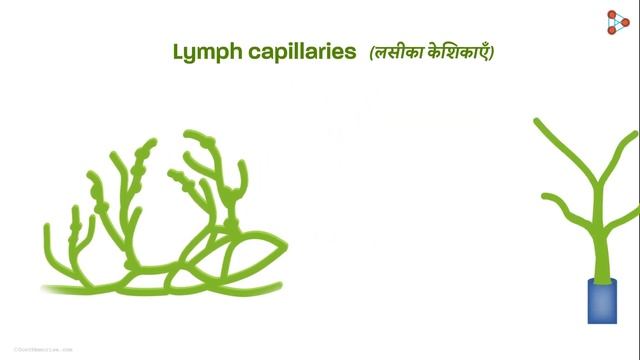 Life Processes - Lesson 25 | Lymph - in Hindi (हिंदी में ) | Infinity Learn смотреть онлайн