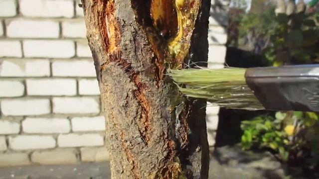 КАМЕДЕТЕЧЕНИЕ. ЛЕЧИМ СТВОЛЫ КОСТОЧКОВЫХ НАДЕЖНЫМ И ПРОВЕРЕННЫМ СПОСОБОМ.