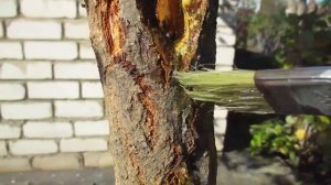 КАМЕДЕТЕЧЕНИЕ. ЛЕЧИМ СТВОЛЫ КОСТОЧКОВЫХ НАДЕЖНЫМ И ПРОВЕРЕННЫМ СПОСОБОМ.