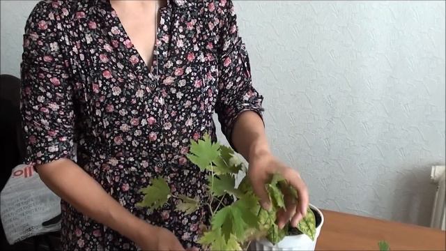 Как выбирать саженцы. sadovymir.ru смотреть онлайн