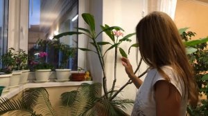 ПЛЮМЕРИЯ ИЛИ ФРАНЖИПАНИ ЗАЦВЕЛА | Уход за плюмерией дома