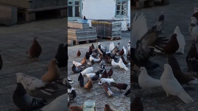 Голубиное хозяйство Крыжко Ю.Н. Общее понятие. смотреть онлайн