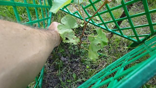 Росток Винограда...Борьба за жизнь!!! смотреть онлайн