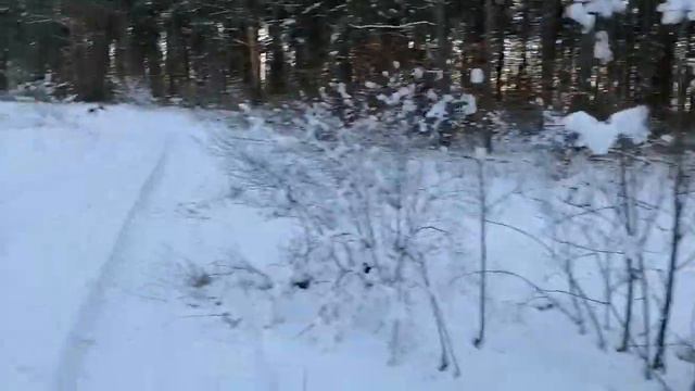 Охота с русской гончей без подъёма смотреть онлайн