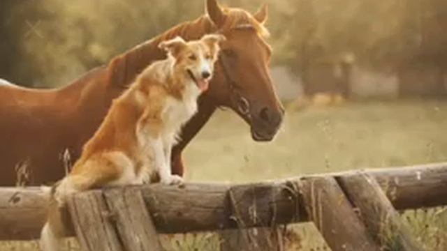 Все милые животные.Только для вас.🖒🖒🙃 смотреть онлайн