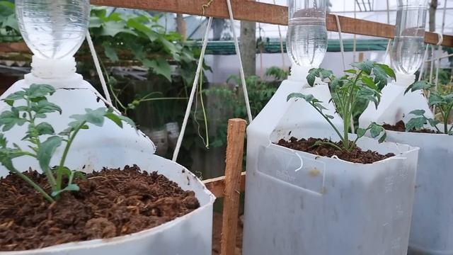 Tips Growing dwarf cherry tomatoes on the balcony with recycled plastic cans смотреть онлайн