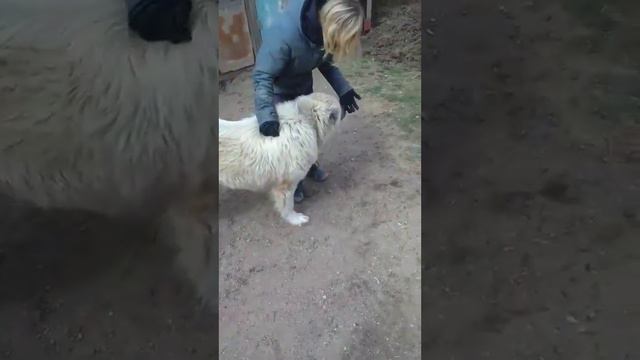 Кавказец смотреть онлайн