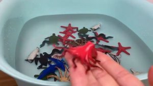 Морские животные