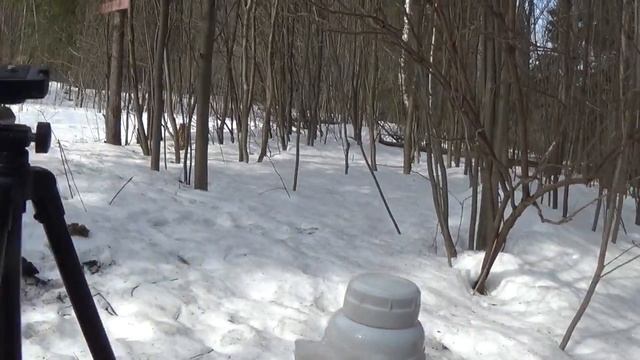 На пятом км. Лыжни здоровья. Привет из снежного леса! смотреть онлайн