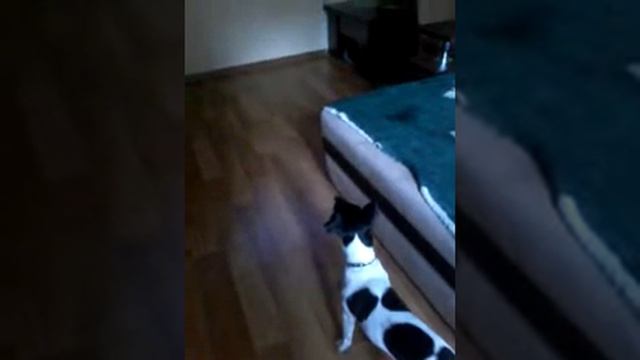 Риакция моей собаки на вой ! смотреть онлайн