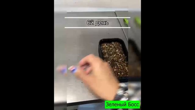 Микрозелень кориандр за одну минуту и 30 секунд смотреть онлайн