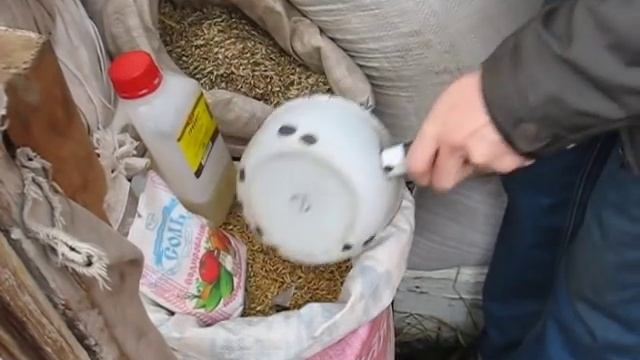Кормление кроликов зерносмесью (видео) смотреть онлайн