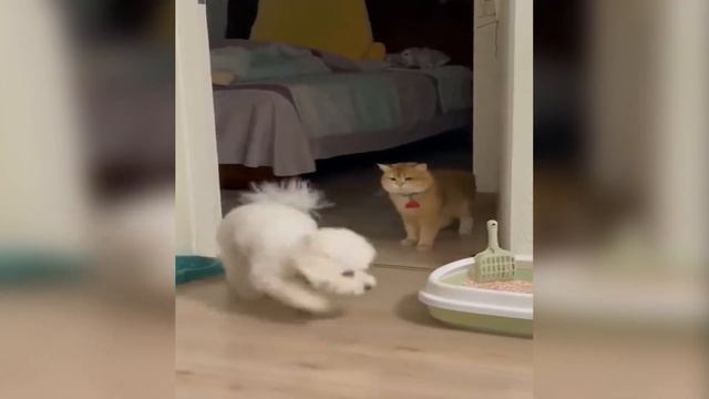 5 ПОРАЗИТЕЛЬНЫХ ФАКТОВ о КОТАХ. Кот, Собака и хвост. Смешные кошки и коты смотреть онлайн