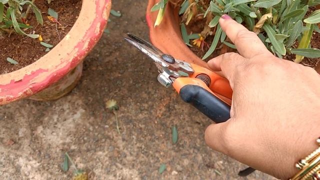 GAILLARDIA FLOWERS TIPS & CARE | Summer flowers | Sabita's creativity and lifestyle смотреть онлайн