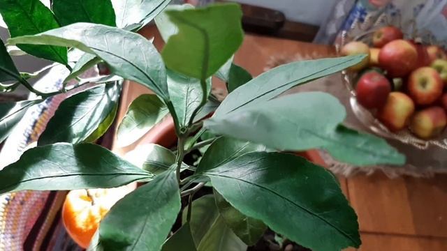 Мандарин: цитрусовое дерево, которое можно вырастить дома смотреть онлайн