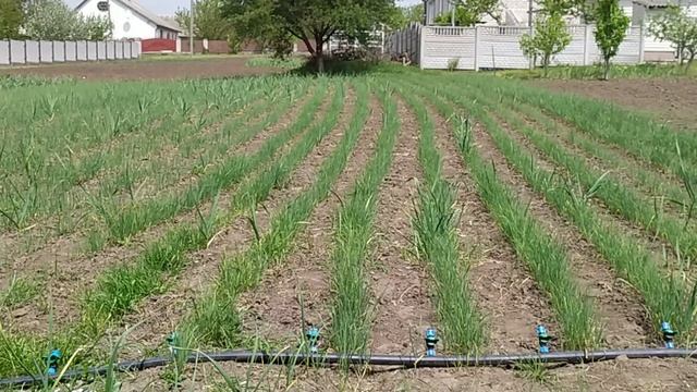 ЧЕСНОК КАК БИЗНЕС. Мой опыт. Технологическая карта, рентабельность и т.д. подробно. смотреть онлайн