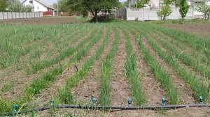 ЧЕСНОК КАК БИЗНЕС. Мой опыт. Технологическая карта, рентабельность и т.д. подробно.