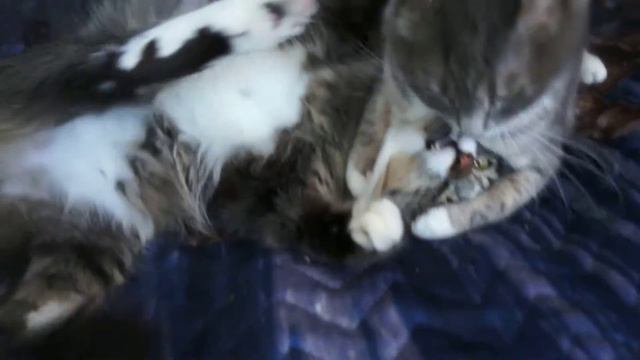 Кошки Маня и Пуся - История любви смотреть онлайн