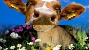 Почему растет трава, почему шуршит листва?