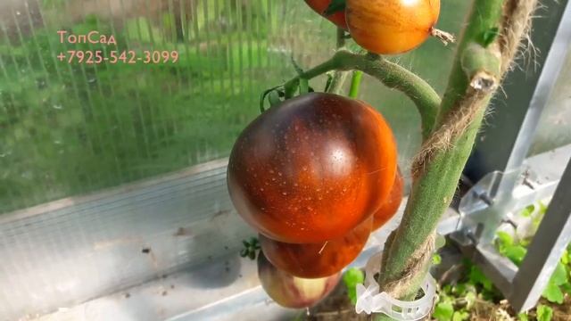 ЖАРКИЕ УГЛИ - ЭКЗОТИЧЕСКИЙ и УРОЖАЙНЫЙ СОРТ! Томаты с космическим загаром! ТопСад смотреть онлайн