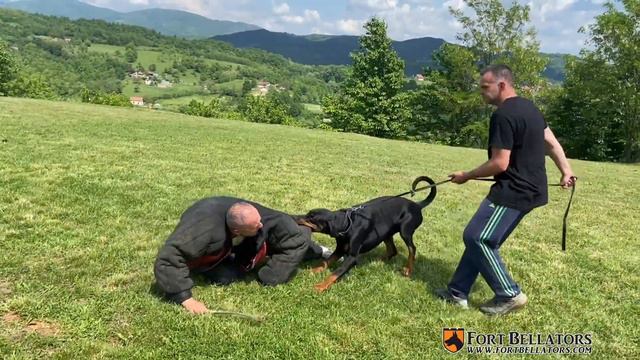 Lakewood Dobermann Kennel F Litter Sired by Fort Bellators Zinedine, Champion European Doberman Stu смотреть онлайн