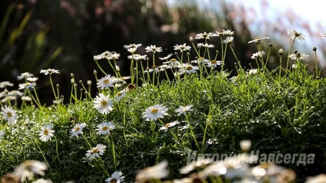Спеша на встречу к богатым родителям жениха, Алена заступилась за старушку. А переступив порог… смотреть онлайн