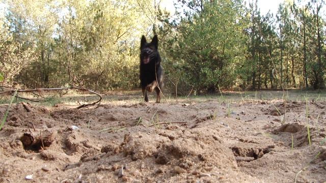 НЕМЕЦКАЯ ОВЧАРКА линии ГДР | German Shepherd DDR смотреть онлайн