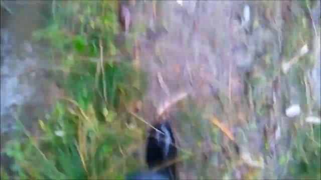 Осенний лес... смотреть онлайн