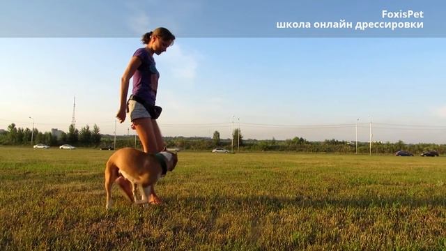Good Dog: обучение собаки трюку "Змейка" (демонстрация) смотреть онлайн