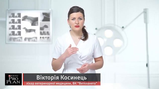 Как правильно выбрать миску для собаки смотреть онлайн