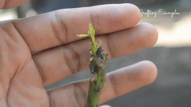 6 Ideas To Grafting Mango Trees