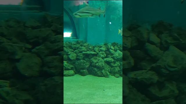 Если просто наблюдать за акулами, они очень даже  милые.