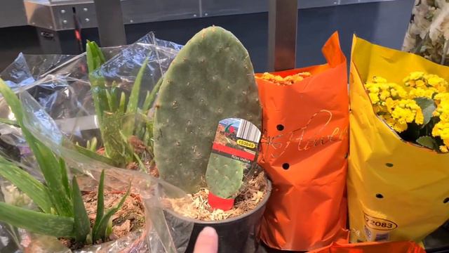 LIDL ARRIVAGE FLEURS 30 mars 2022 смотреть онлайн