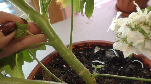 Внимание! Галлы на пеларгониях! Срочно принимаем меры! смотреть онлайн