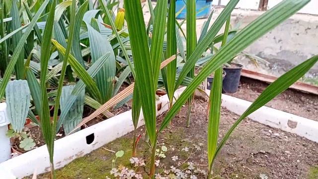 Как долго прорастают семена пальм. смотреть онлайн