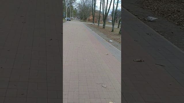 Стаффордширский терьер, команда "ждать". смотреть онлайн