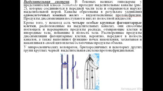 НЕМАТОДЫ ГЕОГЕЛЬМИНТЫ. Общая характеристика типа Круглые черви смотреть онлайн
