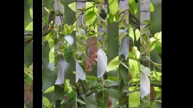 КОДОНОПСИС (CODONOPSIS) сем. Колокольчиковые смотреть онлайн