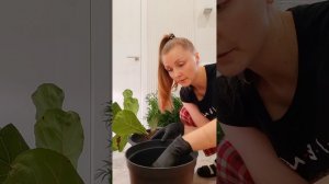 Тёмные пятна на листьях Фикуса Лирата