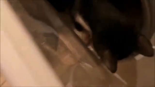 Кошачий детский сад это миф? Нет, это реальность. ????? смотреть онлайн