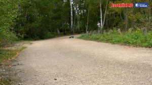 WLTOYS 1/10 4WD RTR EXTREMO Rock Crawler/Off-Road BUGGY: ESSENTIAL RC DRIVE TEST [*UltraHD and 4K*]