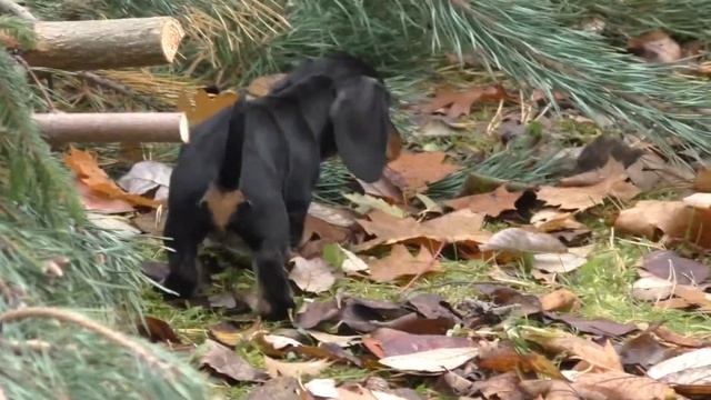 Isolda. Wire-haired dachshund caninchen, 2 months 20 days old (Такса жесткошерстная кроличья) смотреть онлайн