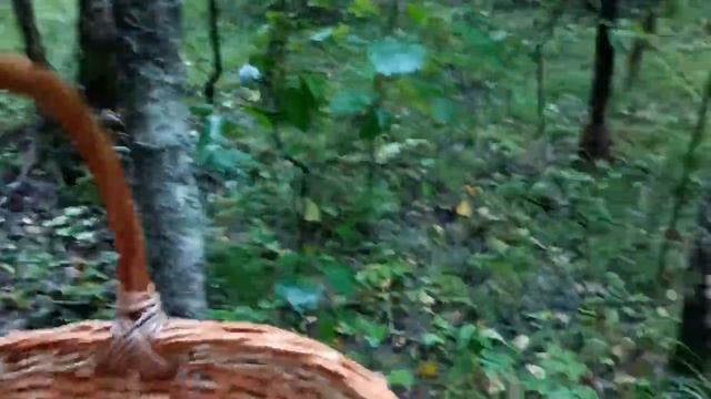 День красного подосиновика в Смоленской области 27.08.2023. ч.1 смотреть онлайн