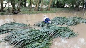 После потопа в Архипо-Осиповке ловят крупную рыбу руками. Река Вулан разлилась.