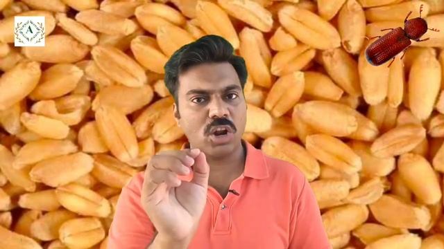 How to store wheat at home in Bharola |How to protect wheat grains from lesser grain borer (susri) смотреть онлайн