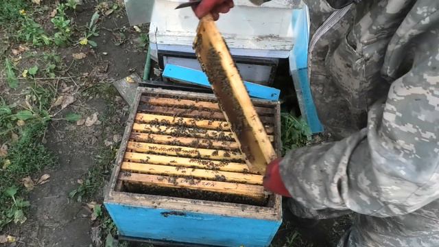 ПЕРВЫЕ ОСЕННИЕ РАБОТЫ НА ПАСЕКЕ. МЁДА МАЛО ПЧЕЛА МОЖЕТ ПРИНЕСТИ ПАДЬ смотреть онлайн