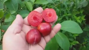 Слива ранняя диплоидная Санта Роза (Plum Santa Rosa) - достойный  привет из прошлого.