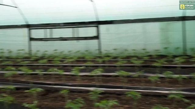 СГОРЕЛ ТОМАТ часть 3. Жизнь продолжается!) смотреть онлайн